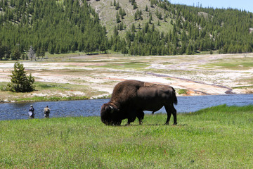 bison in yellowstone grazing while two men fish