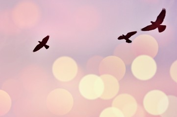 Fototapeta premium Pink bokeh sky with the shadow of three birds