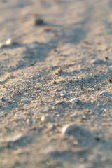 Fototapeta na wymiar light sand with shells on the beach