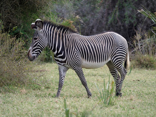 Fototapeta na wymiar Grevys zebra, Equus grevyi