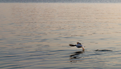 A seagull takes off from the water