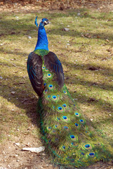 Obraz premium Peacock or Indian peafowl. Esfahan, Iran.