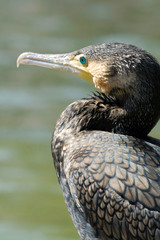 Cormorant (Phalacrocorax). Esfahan, Iran.