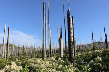 burnt trees in summer forest
