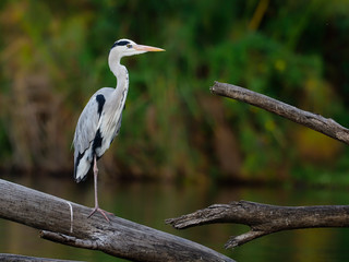 Grey heron, Ardea cinerea