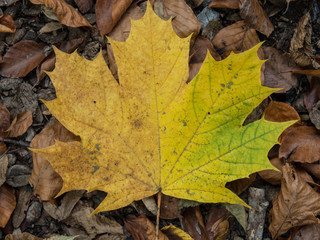 Herbstblatt