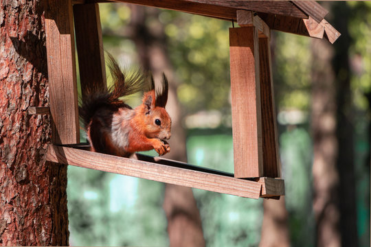 Red squirrel in a wooden feeder on a tree in the Park.