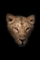 head of a female lioness with a penetrating gaze of  (ebony) eyes isolated on black background - obrazy, fototapety, plakaty