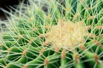 Thorn cactus, Close up top of Golden barrel cactus (Echinocactus Grusonii).