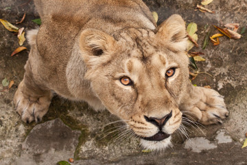 sight.  thirsty gaze of a large predatory cat of a female lioness from the bottom up, the eyes languid brown-ebony look fixed on the viewer, he is greedy and sensual
