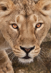 portrait of a lioness with beautiful attentive eyes looking directly at you close-up, face in the whole image, fills.