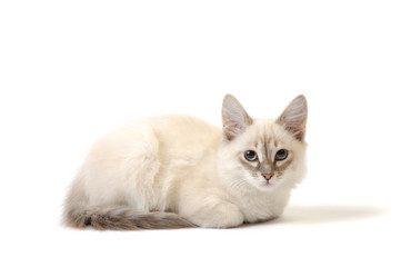 Fototapeta na wymiar White cat on the white background