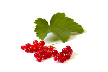 Red currant on the white background