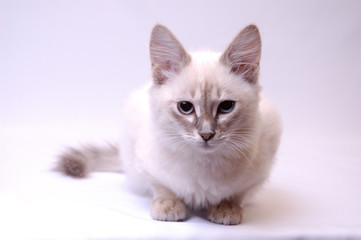White cat on the white background
