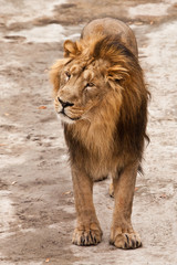 male lion full face with a beautiful mane stands and looks sideways