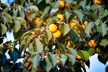 Fresh, organic, ripe apricots on the branch