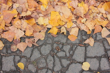 yellow autumn leaves on the old cracked asphalt