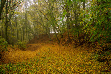 View of footpath through the forest in fog