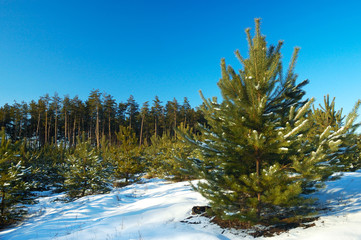 Young snowy Christmas trees grow in a forest