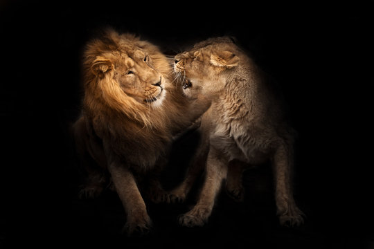 love lion