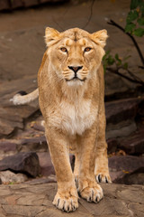 Plakat beautiful female lioness in full growth full face looks at you, a beautiful young predator is a little nervous.