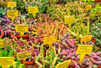 Beautiful view with variety of plants in pots and labels with their names