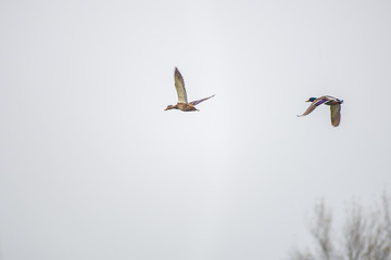 View of two ducks in flight under low clouds