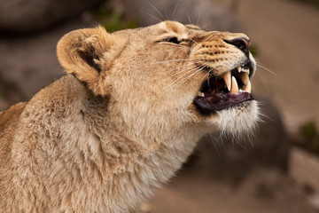 of the head of a powerful and angry (angry) female lioness, grinning, slightly open jaws, snarling, symbolizing a pent-up rage in profile.