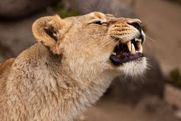 Obraz premium of the head of a powerful and angry (angry) female lioness, grinning, slightly open jaws, snarling, symbolizing a pent-up rage in profile.