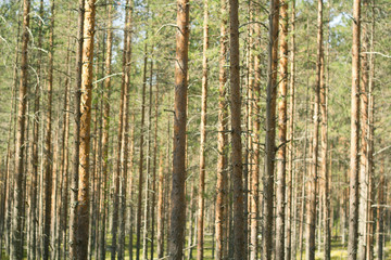 Pine forest. Beautiful morning view and sun rays in the pine forest.