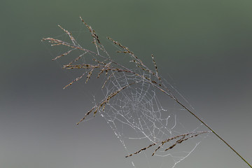 Morning dew on cobweb with on ear of grass seeds with blur grey background