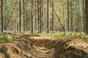Fire ditch in a pine forest. Preventive measures to protect forests from fires.