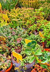 Beautiful view with variety of plants in pots and labels with their names