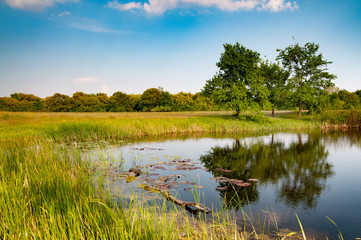 Stunning beautiful view of the lake near forest