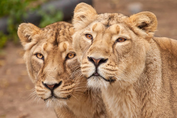 Two samui lions, lionesses (girlfriend ) next to each other are a symbol of female friendship and love.