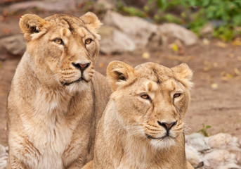 Naklejka na ściany i meble Two samui lions, lionesses (girlfriend ) next to each other are a symbol of female friendship and love.