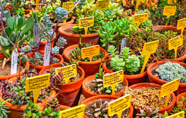 Beautiful view with variety of plants in pots and labels with their names