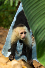 White-Faced Capuchin Monkey in Costa Rica 1