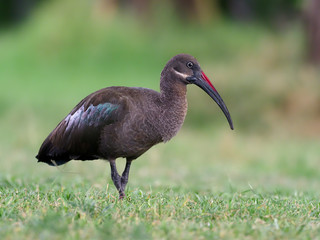 Hadaba ibis, Bostrychia hagedash
