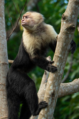 White-Faced Capuchin Monkey in Costa Rica 2