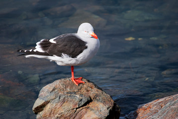 Seagull in Usuhaia patagonia argentina 