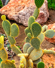 Beautiful view with cactus plants in the botanical garden