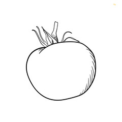 hand drawn tomato. sketch for print.isolated on white background.