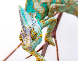 green chameleon close-up on a white background.