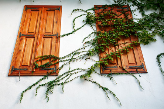Closed wooden shutters on a white wall with a curly green plant.