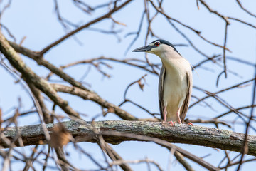 Black-crowned Night Heron perching on perch and looking into distance