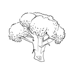 Hand drawn broccoli. .sketch for print. isolated on white background.