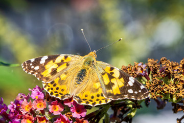 Distelfalter nimmt im späten Oktober ein Sonnenbad
