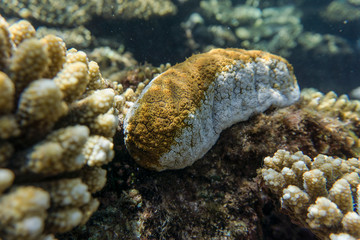Holothuridea Sea cucumbers