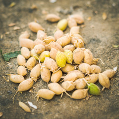 Freshly harvested organic chickpeas ready to be cleaned, shelled and bottled